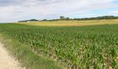 Tour Wandern Heimsbrunn - 19.06.20.HeimMorchHochGalfBurnRein,retour  - Photo 3