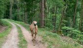 Trail Horseback riding Lambach - Promenade autour de Bitche - Photo 8