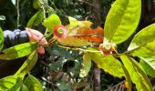 Tour Wandern Le Morne-Rouge - Morne Jacob via Morne-Rouge - Photo 8