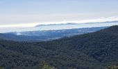 Tour Wandern Hyères - N3 1er Borrel les mimosas sentier Philibert - Photo 2