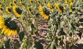 Tour Wandern Valensole - Ravin de la forge et chapelle de la ste Trinité  - Photo 4