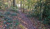 Randonnée Marche Vendôme - Forêt de Vendôme - Bois de l'Oratoire - Photo 5