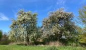 Randonnée Marche Wavre - Limal vers LLN en passant par le golf - Photo 4