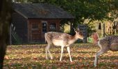 Tour Wandern Herve - 20221031 - Chaineux 7.4 Km - Photo 4