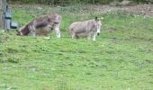 Tocht Stappen Stoumont - La Gleize (Ruy - Exbomont - Mont des Brumes) - Photo 1