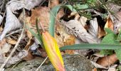 Trail Walking Arphy - Cascade d’Orgon - Photo 8