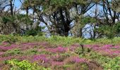 Tour Wandern Crozon - Cap de la Chèvre  - Photo 8