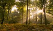 Trail Walking Forest-l'Abbaye - À la découverte d'arbres remarquables en Forêt de Crécy - Photo 1