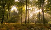 Tour Wandern Forest-l'Abbaye - À la découverte d'arbres remarquables en Forêt de Crécy - Photo 1