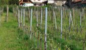 Tocht Stappen Saint-Hippolyte - St-Hippolyte - Rorschwihr - Grasberg - Bergheim - Reichenberg - Rodern - Photo 3