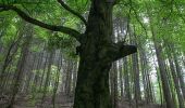 Randonnée A pied Bruck an der Mur - Naturfreunde Rundwanderweg - Photo 10