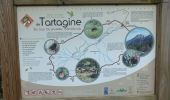 Randonnée Marche Olmi-Cappella - Sentier découverte dans la forêt de Tartagine - Photo 2