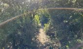 Randonnée Marche Bonnieux - PF-Bonnieux - Massif des Cèdres - Roque des Bancs - Les Portalas - AT - Photo 15