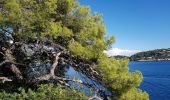 Trail Walking Nice - Ballade chemin des douaniers Nice-Villefranche  - Photo 8