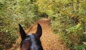 Trail Equestrian Charleville-sous-Bois - Wikiloc - Gondreville - Les secrets des bois - Photo 13
