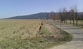 Excursión A pie Neualbenreuth - Neualbenreuth: Auf stillen Waldpfaden zur Grenze - Photo 2