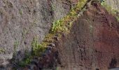 Percorso A piedi São Martinho - Levada dos Piornais - Photo 7