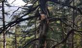 Trail Walking Calenzana - Bonifatu Tureli - Photo 10