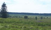 Tour Wandern Weismes - Venenwandeling Signal de Botrange - Photo 3