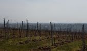 Trail On foot Beaulieu-sur-Layon - Beaulieu  - Photo 4