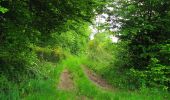 Trail Walking Coyolles - en forêt de Retz_78_les rayons du Rond Capitaine - Photo 16