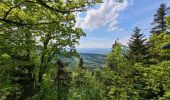 Trail Walking Saint-Dié-des-Vosges - col de la Crenee roche corbeau camp Celtique  - Photo 11
