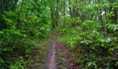 Tour Wandern Mouleydier - Forêt de Liorac 21km - Photo 1