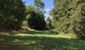 Percorso Marcia Steinsel - Ballade en forêt de Grünewald  - Photo 4