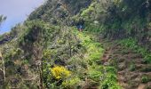 Excursión Senderismo São Roque do Faial - Pico Ruibo - Photo 6