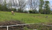 Trail Walking Plateau-des-Petites-Roches - Petites roches 18-05-2021 - Photo 3