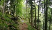 Trail Walking Kruth - Autour du lac de Kruth-Wildenstein - Photo 12