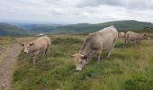 Randonnée Marche Albepierre-Bredons - Le Plomb du Cantal - Photo 6