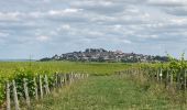 Trail Walking Verdigny - Tour de Chavignol - Photo 1