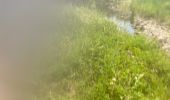 Trail Trail Petit-Bourg - IRA - Photo 2