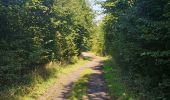 Tocht Stappen Durbuy - Petit-han à travers bois - Photo 3