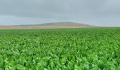 Tocht Stappen Sangatte - CANI-RADO TOUR (boucle Cap Blanc nez) - Photo 6