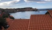 Tocht Stappen Banyuls-sur-Mer - Banyuls port a Collioure - Photo 1