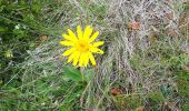 Percorso Marcia Mittlach - schnepfenried tour par platzervasen - Photo 13