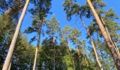 Tour Wandern Villers-la-Ville - VOV - promenade de Berines, par St Bernard et 4 chênes  - Photo 15