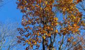 Trail Walking Gerpinnes - Étang du ban à l’automne  - Photo 9