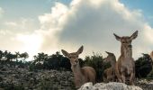 Excursión A pie Δημοτική Ενότητα Αχαρνών - Μετόχι - Σκίπιζα - Καταφύγιο Μπάφι - Photo 1