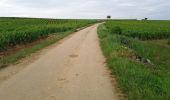 Trail On foot Puligny-Montrachet - Ballade en Montrachet - Photo 2