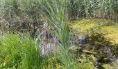 Trail Walking Bassenge - Fort Eben-emael 11 Km  - Photo 1