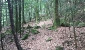 Trail Walking Masevaux-Niederbruck - niederbruck lochberg circuit - Photo 12