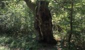 Excursión Senderismo Nandy - Forêt de Rougeau B - Photo 1