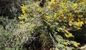 Percorso Marcia Roquebrune-sur-Argens - ROQUEBRUNE SUR ARGENS - A L'OUEST DE LA FLUTE - Photo 12