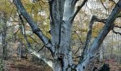 Randonnée Marche Sournia - sournia arbre remarquable - Photo 11
