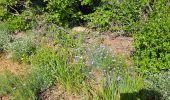 Trail Walking Sainte-Anastasie-sur-Issole - Saint Quinis - Ste Anastasie - Photo 7