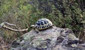 Tour Wandern Les Arcs-sur-Argens - Trace_Les_Arcs - Photo 5