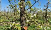 Trail Walking Brunehaut - les vergers de Rongy - Photo 8